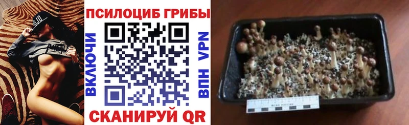Купить  Луховицы  Галлюциногенные грибы Psilocybe 